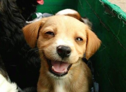 puppy-smile